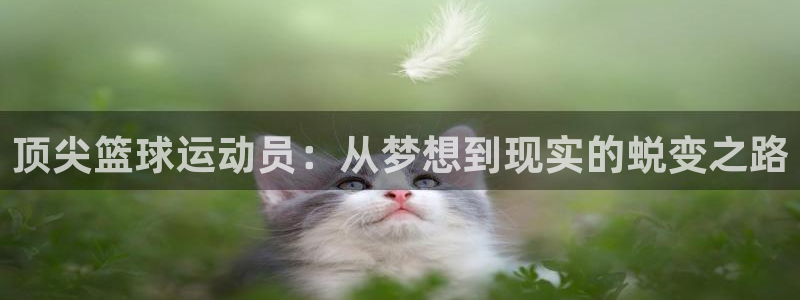 顶尖篮球运动员：从梦想到现实的蜕变之路
